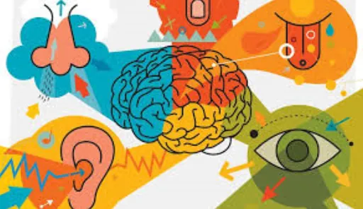 Illustration du cerveau relié à la vue, à l'ouïe, à l'odorat et au goût, qui montre comment le système nerveux traite l'information sensorielle